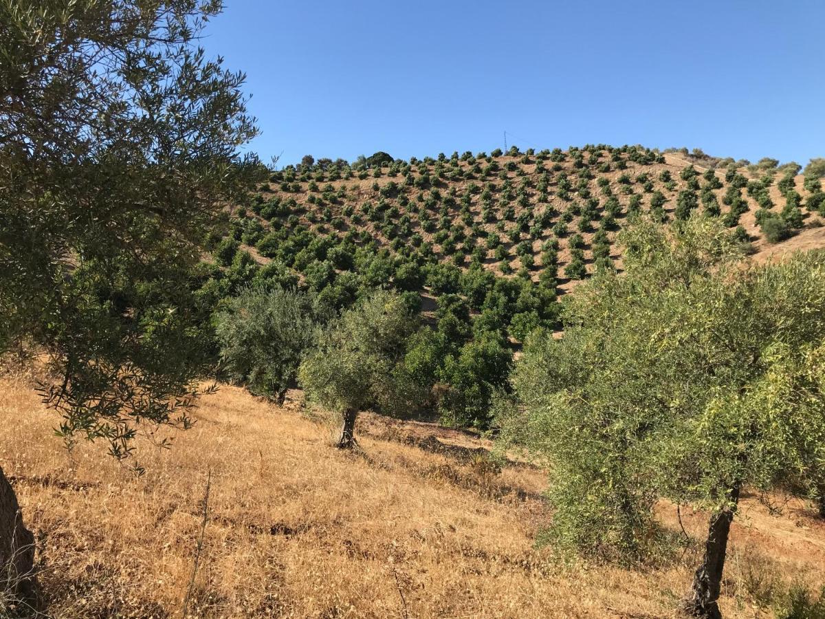 Studio Views Apartment, Cortijo Fruitful Hills 말라가 외부 사진